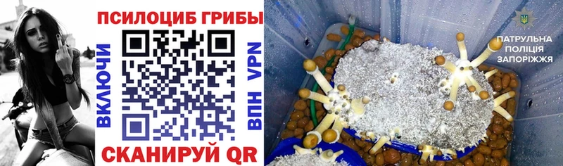 Псилоцибиновые грибы Psilocybine cubensis  Череповец 